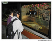 參觀屯門公園爬蟲館。